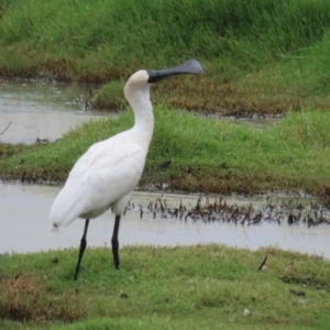 Platalea regia at Jerrabomberra Wetlands - 27 Feb 2024 01:18 PM