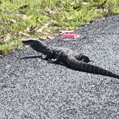 Varanus rosenbergi (Heath or Rosenberg's Monitor) at Namadgi National Park - 27 Feb 2024 by ChrisHolder