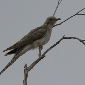 Cacomantis pallidus at Jerrabomberra Wetlands - 27 Feb 2024