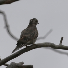 Cacomantis pallidus at Jerrabomberra Wetlands - 27 Feb 2024