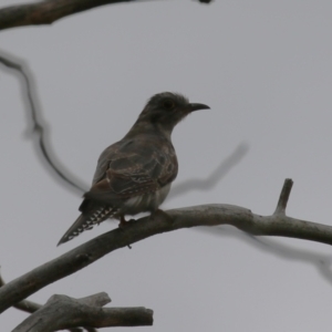 Cacomantis pallidus at Jerrabomberra Wetlands - 27 Feb 2024