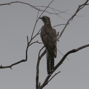 Cacomantis pallidus at Jerrabomberra Wetlands - 27 Feb 2024