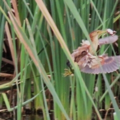 Ixobrychus dubius (Australian Little Bittern) at Jerrabomberra Wetlands - 27 Feb 2024 by RodDeb