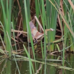 Ixobrychus dubius at Jerrabomberra Wetlands - 27 Feb 2024 12:03 PM