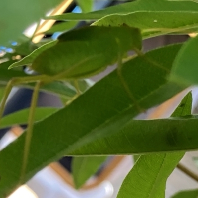 Caedicia simplex (Common Garden Katydid) at Theodore, ACT - 28 Feb 2024 by Cardy