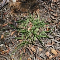 Paspalum dilatatum at QPRC LGA - 28 Feb 2024