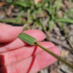 Paspalum dilatatum at QPRC LGA - 28 Feb 2024