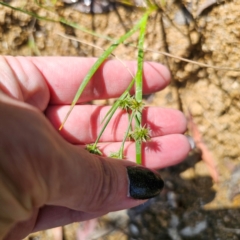 Juncus prismatocarpus at QPRC LGA - 28 Feb 2024