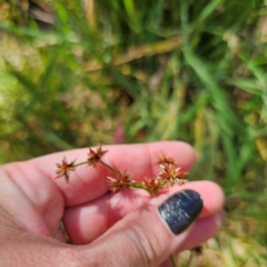 Juncus prismatocarpus at QPRC LGA - 28 Feb 2024