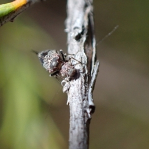 Nimbopsocus sp. (genus) at Murrumbateman, NSW - 27 Feb 2024