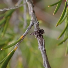 Nimbopsocus sp. (genus) at Murrumbateman, NSW - 27 Feb 2024