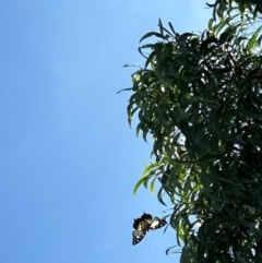 Charaxes sempronius at Macgregor, ACT - 28 Feb 2024