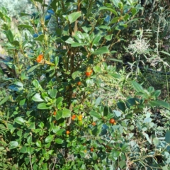 Coprosma hirtella (Currant Bush) at Tharwa, ACT - 24 Feb 2024 by ChrisHolder