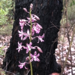 Dipodium variegatum (Blotched Hyacinth Orchid) at Wollondilly Local Government Area - 25 Feb 2024 by Lyrebird