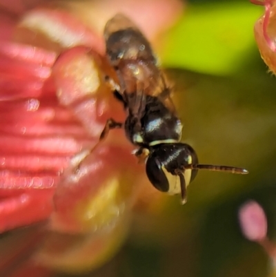 Hylaeus (Prosopisteron) littleri (Hylaeine colletid bee) at Holder, ACT - 19 Feb 2024 by Miranda