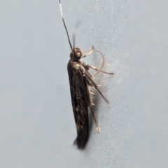 Scythrididae (family) (Tropical Longhorned Moth) at Cotter River, ACT - 28 Feb 2024 by Miranda