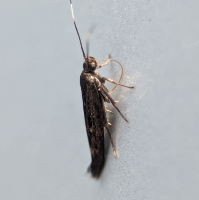 Scythrididae (family) (Tropical Longhorned Moth) at Namadgi National Park - 28 Feb 2024 by Miranda