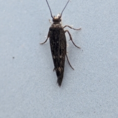 Scythrididae (family) at Namadgi National Park - 28 Feb 2024