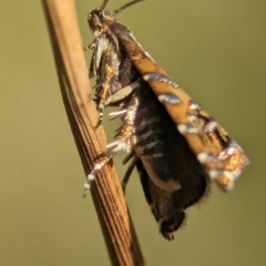 Glyphipterix calliscopa (A Gem moth : Glyphipterigidae) at Tharwa, ACT - 27 Feb 2024 by Miranda