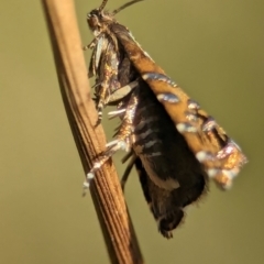 Glyphipterix calliscopa (A Gem moth : Glyphipterigidae) at Gibraltar Pines - 28 Feb 2024 by Miranda