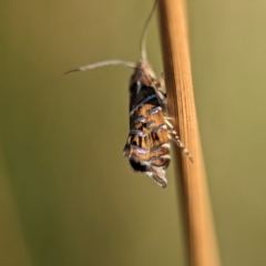 Glyphipterix calliscopa at Gibraltar Pines - 28 Feb 2024 10:42 AM