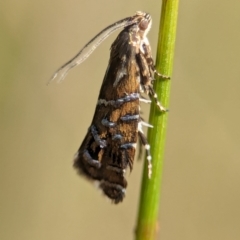 Glyphipterix calliscopa at Gibraltar Pines - 28 Feb 2024