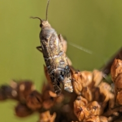 Glyphipterix calliscopa at Gibraltar Pines - 28 Feb 2024