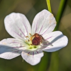 Exoneura sp. (genus) (A reed bee) at Tharwa, ACT - 27 Feb 2024 by Miranda