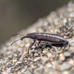 Rhinotia sp. (genus) (Unidentified Rhinotia weevil) at Corin Reservoir - 28 Feb 2024 by Miranda