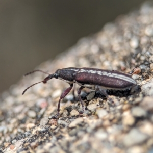 Rhinotia sp. (genus) at Namadgi National Park - 28 Feb 2024 12:20 PM