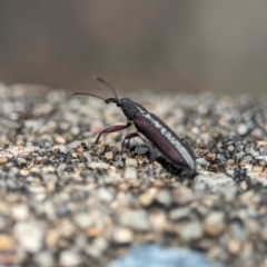 Rhinotia sp. (genus) at Namadgi National Park - 28 Feb 2024 12:20 PM