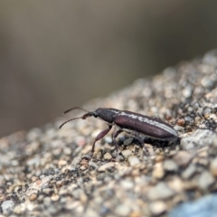 Rhinotia sp. (genus) at Namadgi National Park - 28 Feb 2024 12:20 PM