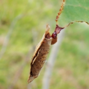 Chrysonoma fascialis at Mount Painter - 28 Feb 2024 10:12 AM