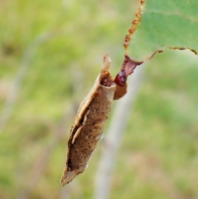 Chrysonoma fascialis (A concealer moth) at Mount Painter - 27 Feb 2024 by CathB