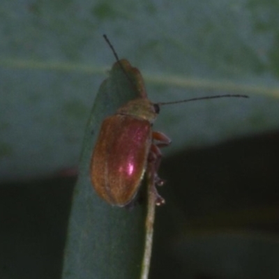 Edusella sp. (genus) (A leaf beetle) at Chute, VIC - 31 Oct 2015 by WendyEM