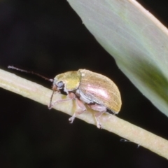 Edusella sp. (genus) (A leaf beetle) at Chute, VIC - 31 Oct 2015 by WendyEM