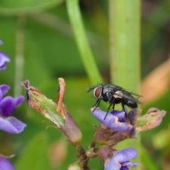 Muscoidea (super family) at Griffith, ACT - 27 Feb 2024 by JodieR