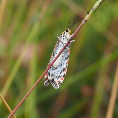 Utetheisa pulchelloides (Heliotrope Moth) at Griffith, ACT - 27 Feb 2024 by JodieR