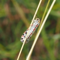 Utetheisa pulchelloides at Griffith Woodland (GRW) - 27 Feb 2024