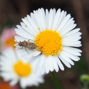 Nysius vinitor at Griffith Woodland (GRW) - 27 Feb 2024