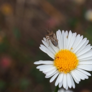 Nysius vinitor at Griffith Woodland (GRW) - 27 Feb 2024