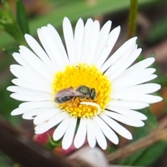 Lasioglossum (Homalictus) sp. (genus & subgenus) (Furrow Bee) at Griffith Woodland - 27 Feb 2024 by JodieR