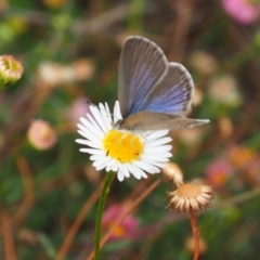 Zizina otis (Common Grass-Blue) at Griffith Woodland - 27 Feb 2024 by JodieR