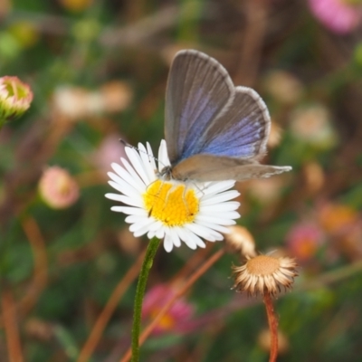 Zizina otis (Common Grass-Blue) at Griffith, ACT - 27 Feb 2024 by JodieR