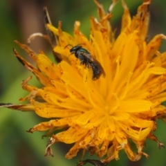 Lasioglossum (Homalictus) sp. (genus & subgenus) (Furrow Bee) at Griffith, ACT - 27 Feb 2024 by JodieR