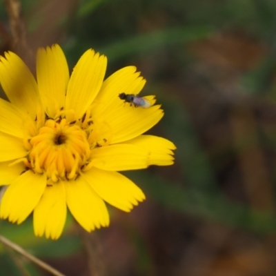 Calyptrate (subsection) (Unidentified house-flies, blow-flies and their allies) at Griffith Woodland (GRW) - 27 Feb 2024 by JodieR