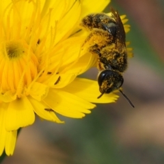 Lasioglossum (Chilalictus) sp. (genus & subgenus) (Halictid bee) at Griffith Woodland - 27 Feb 2024 by JodieR