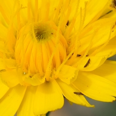 Thysanoptera (order) (Thrips) at Griffith Woodland - 27 Feb 2024 by JodieR