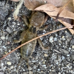 Gryllotalpa sp. (genus) (Mole Cricket) at Russell, ACT - 28 Feb 2024 by Hejor1