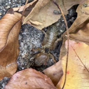 Gryllotalpa sp. (genus) at Russell, ACT - 28 Feb 2024